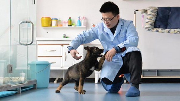 Trung Quốc phát triển và nhân bản chó thám tử để giảm chi phí