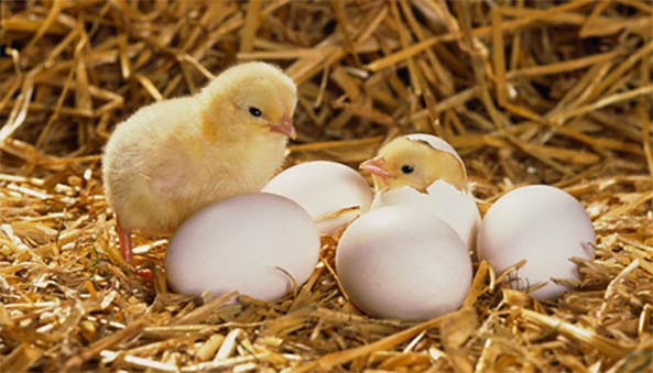 Con gà có trước hay quả trứng có trước? Đã có đáp án chính xác
